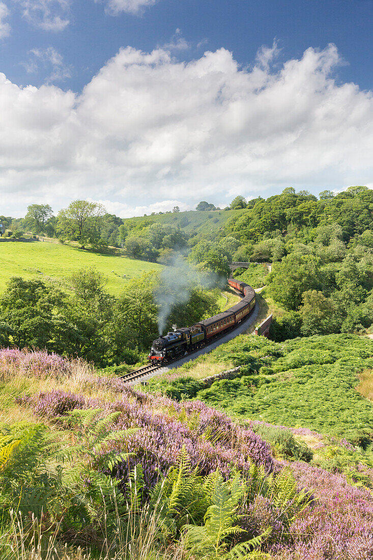 A steam locomotive pulling carriages through Darnholme on the North Yorkshire Steam Heritage Railway, Yorkshire, England, United Kingdom, Europe