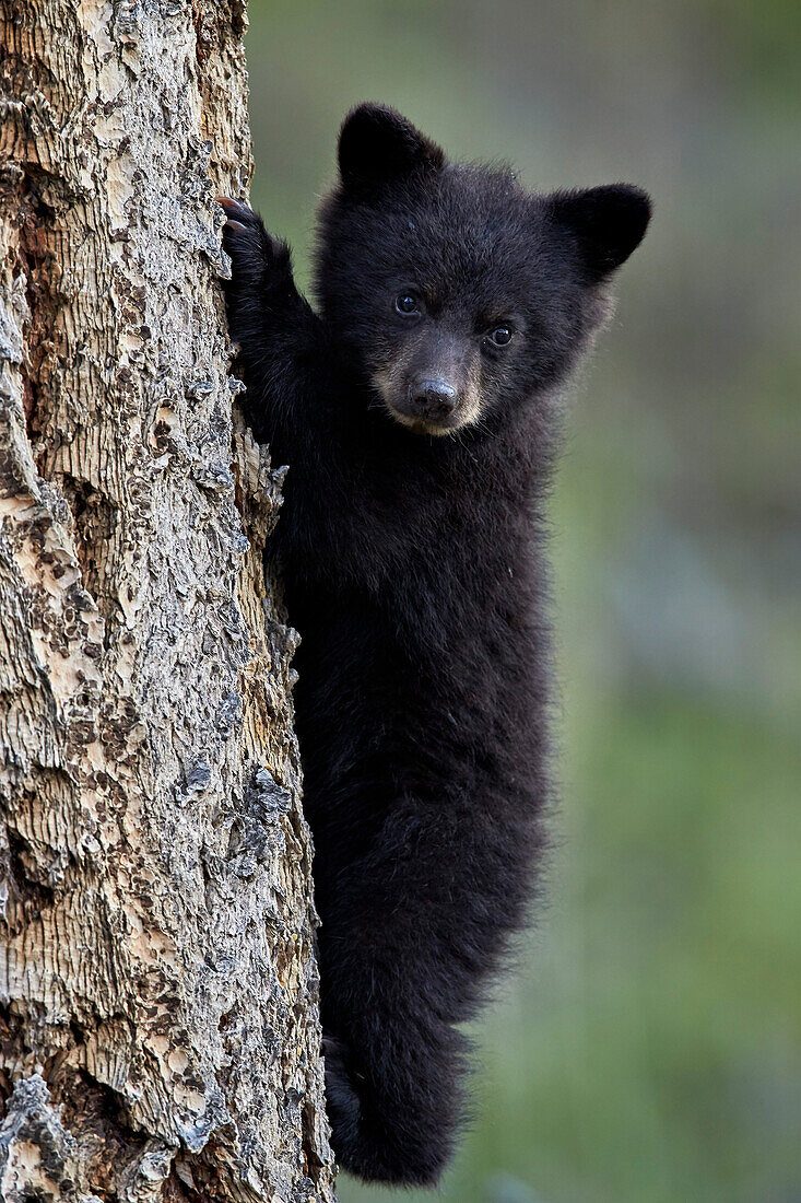 Black bear (Ursus americanus) cub of the year or spring cub climbing a tree, Yellowstone National Park, Wyoming, United States of America, North America