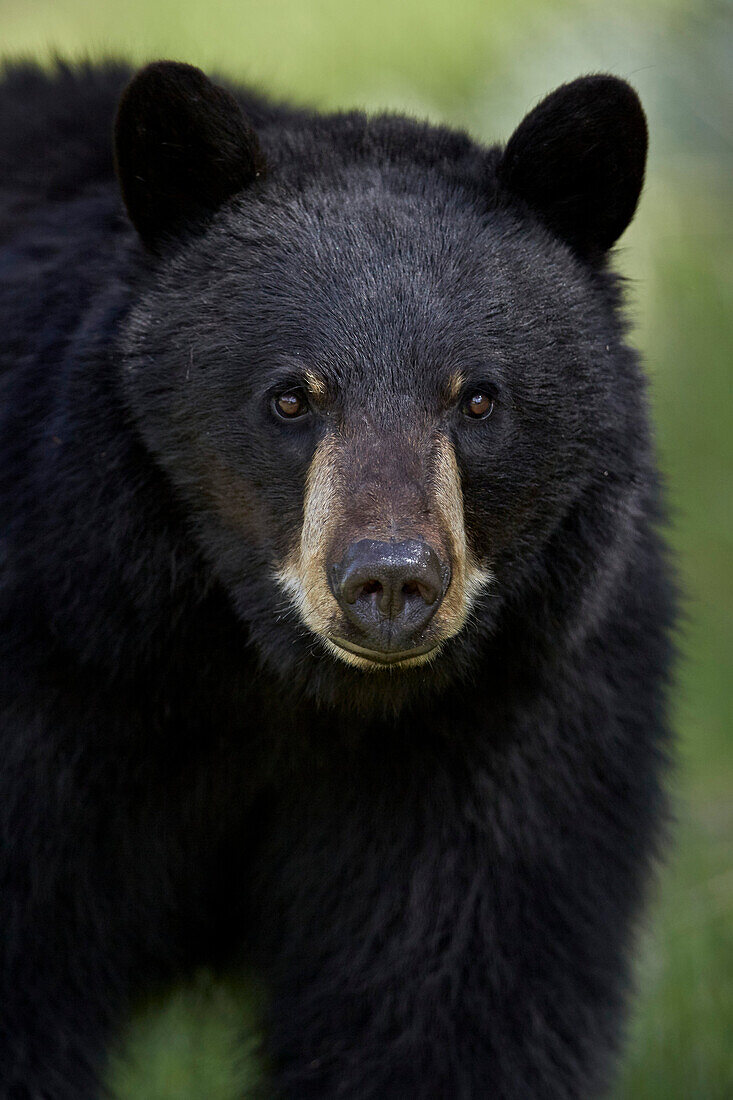 Black bear (Ursus americanus), Yellowstone National Park, Wyoming, United States of America, North America