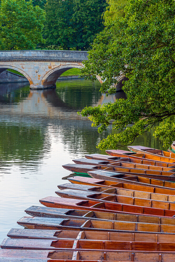 Punts on the River Cam, The Backs, Cambridge, Cambridgeshire, England, United Kingdom, Europe