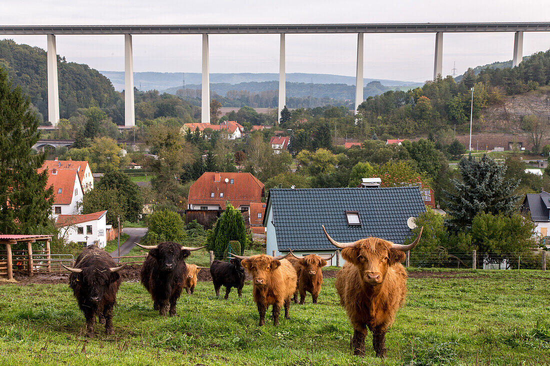 A 4, Werratalbrücke bei Eisenach, Deutsche Autobahn, überquert Wohngebiet, Stadt, Einfamilienhäuser, Landwirtschaft, Highland cattle, schottische Hochlandrinder, Weide, Verkehr, Verkehrsnetz, Transit, LKW, Maut, Geschwindigkeit, Geschwindigkeitsbegrenzung