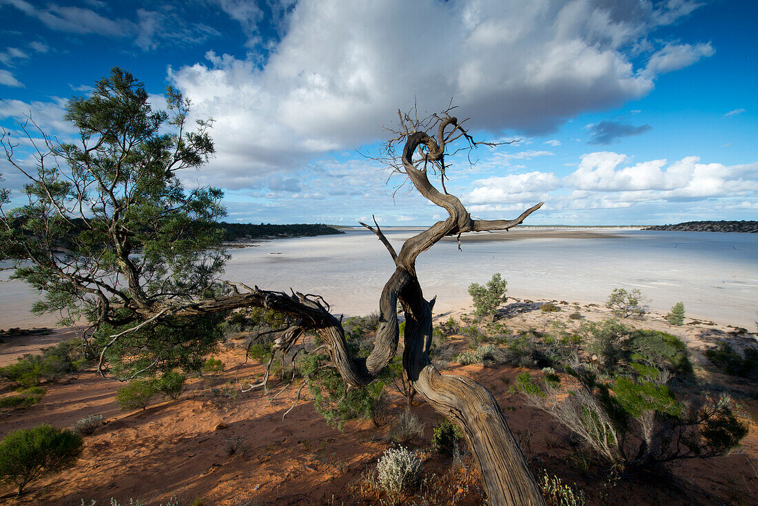Abgestorbener Baum am Salzsee des Goog's Lake, Goog's Track, Südaustralien, Australien