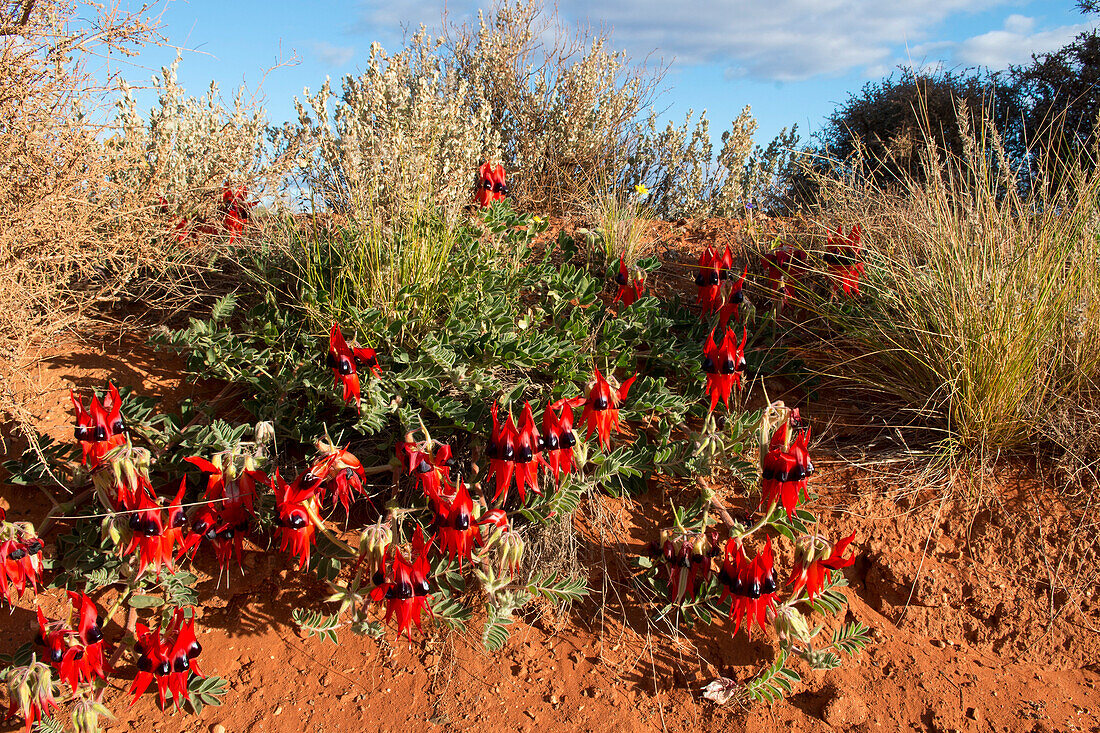 Flowering Sturt Desert Pea along the track to Tarcoola, Tarcoola, Australia, South Australia