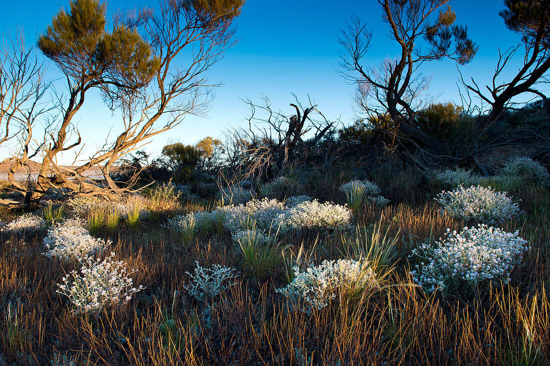 Vegetation on the shores of Lake Geirdner, Lake Geirdner, Australia, South Australia
