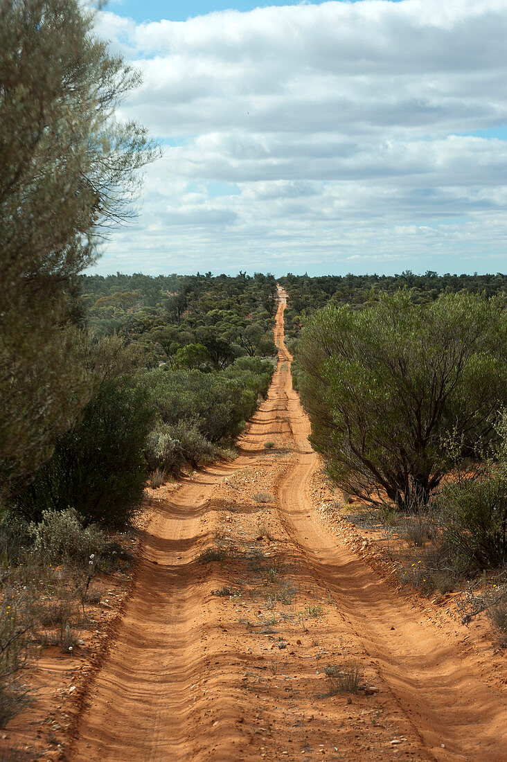 The overgrown sand track of the Goog's Track, Goog's Track, Australia, South Australia