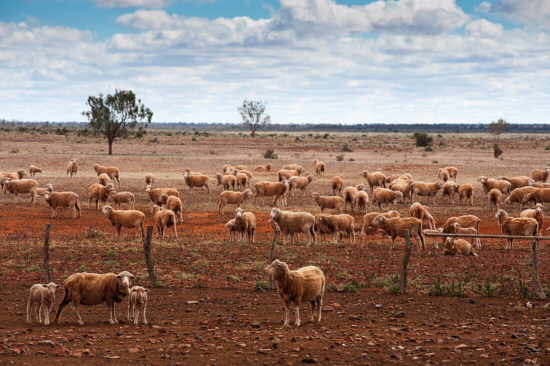 Durch die Schafstation Kokatha, Kokatha, Südaustralien, Australien