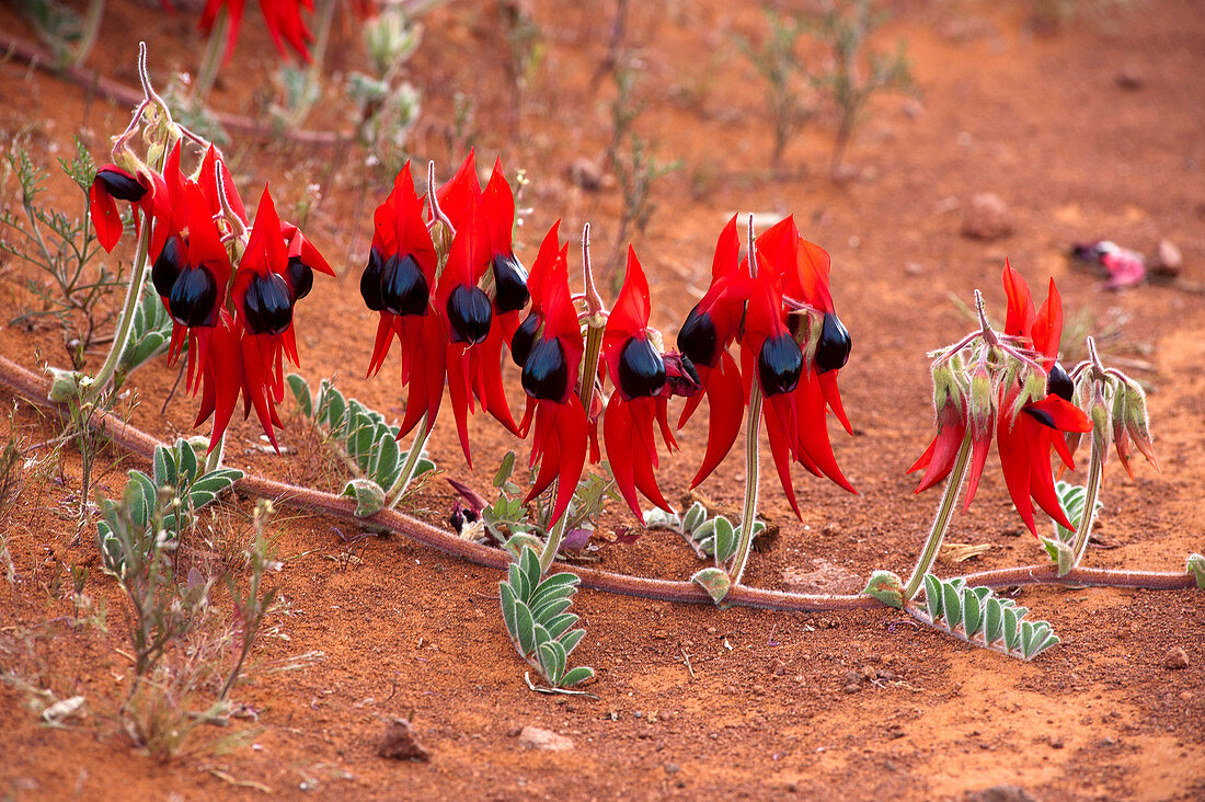 Blühende Sturt Desert Pea an der Trasse nach Tarcoola, Tarcoola, Südaustralien, Australien
