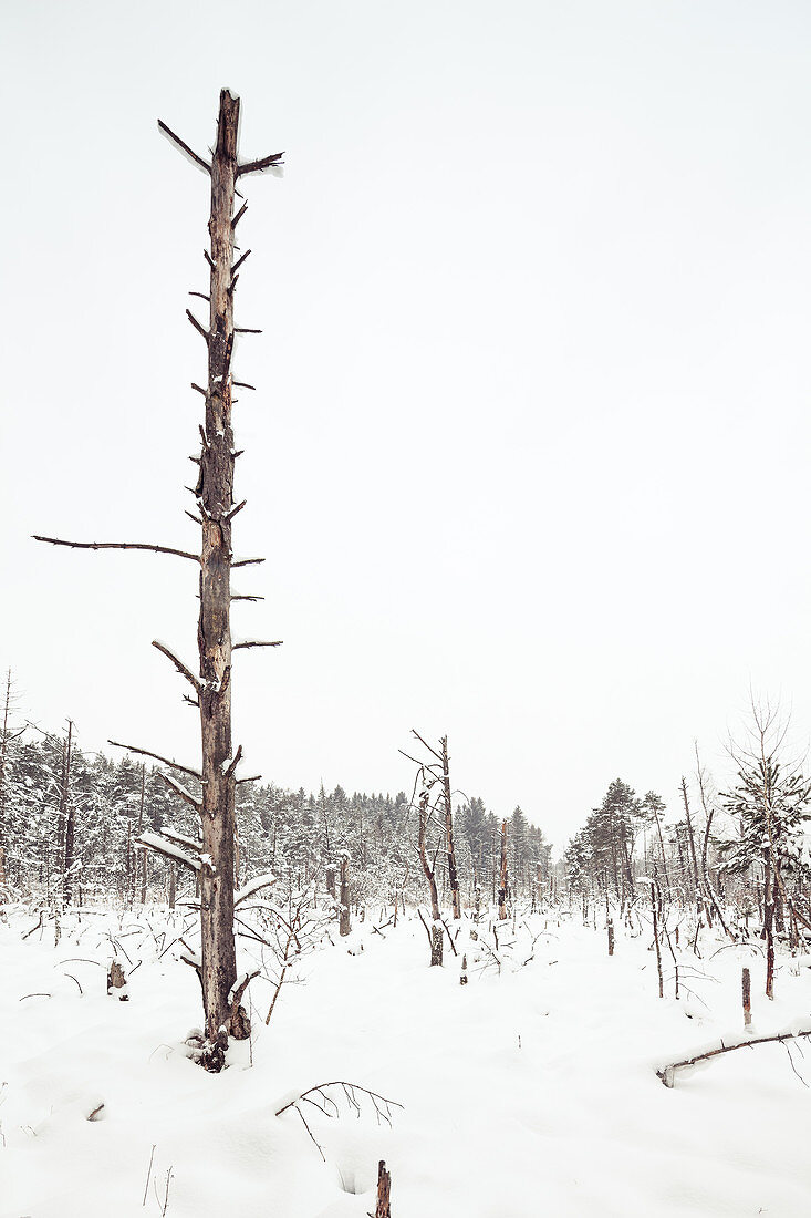 Dead pine trees in a bog, behind mixed forest of firs, pines, pines and birches, Bavaria, Germany