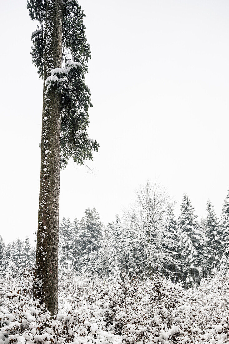 Fir tree in winter mixed forest, mountain, Bavaria, Germany