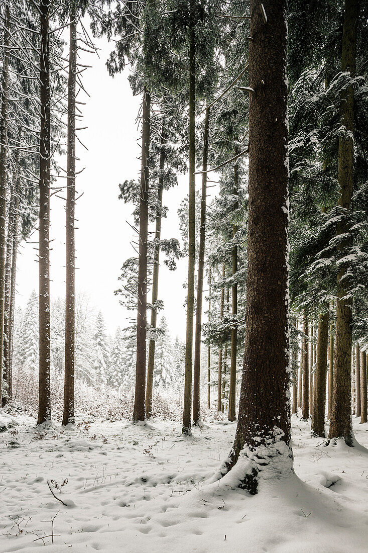 Tannenwald, mountain, Bavaria, Germany