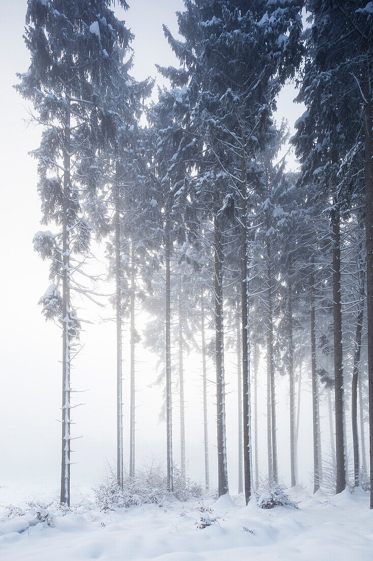 Wintery fir forest above Tutzing and Ilkahoehe, Bavaria, Germany