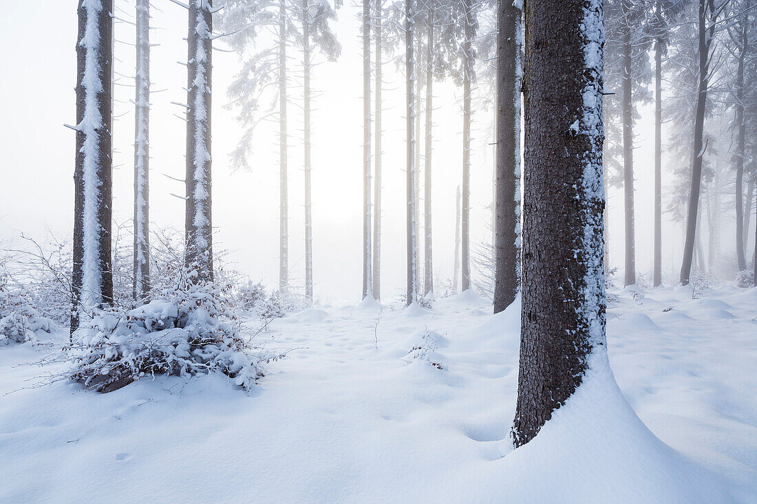 Wintery fir forest above Tutzing and Ilkahoehe, Bavaria, Germany