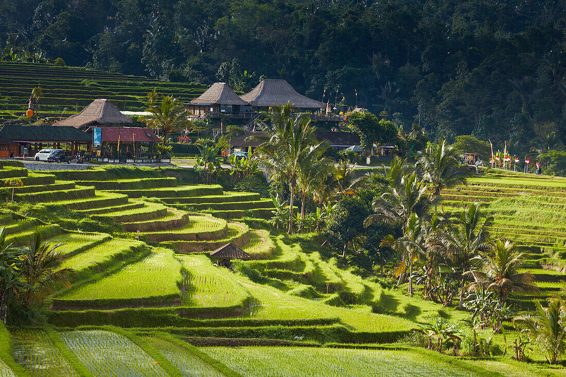 Rice Terraces Jatiluweh, Bali, Indonesia