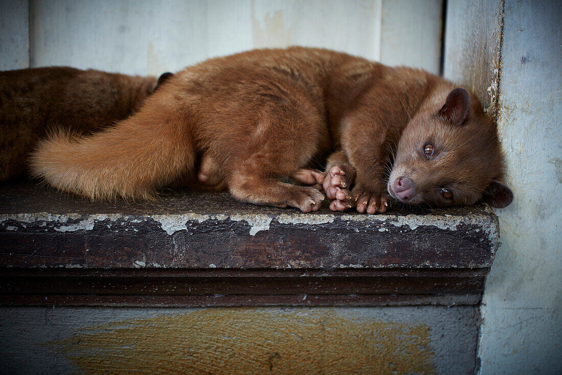 Civet cat, Bali, Indonesia