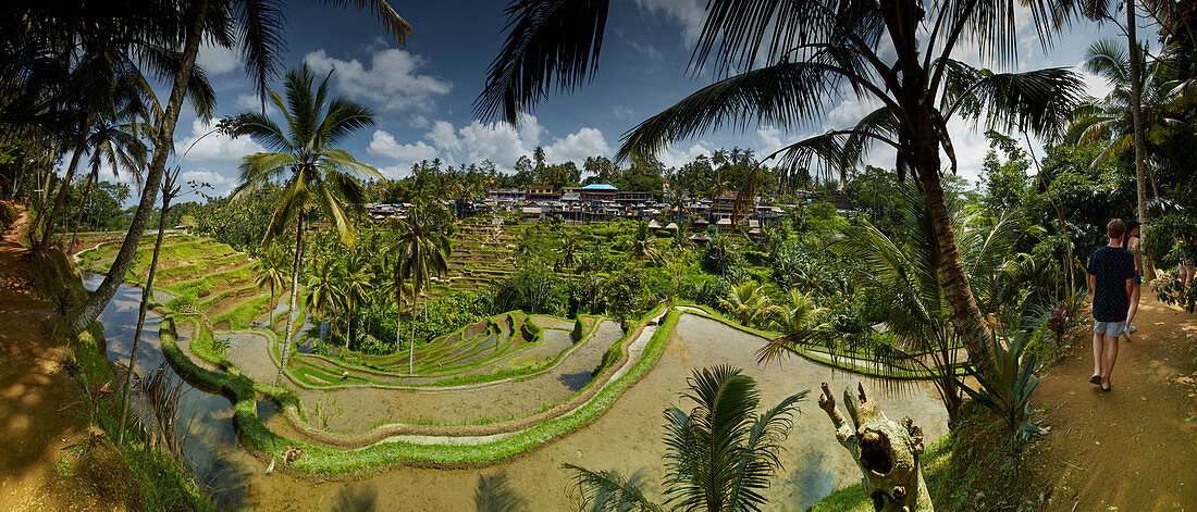 Rice terraces, Tegalallang, Bali, Indonesia