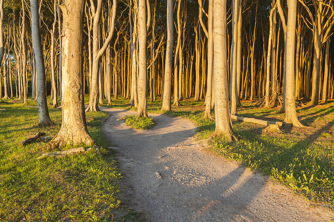 Path in beech forest in Nienhagen, Baltic Sea Coast, Mecklenburg-Western Pomerania, Northern Germany, Germany, Europe