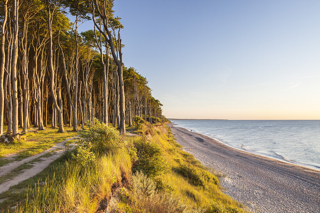 Path along the cliffs and beech forest in Nienhagen, Baltic Sea Coast, Mecklenburg-Western Pomerania, Northern Germany, Germany, Europe