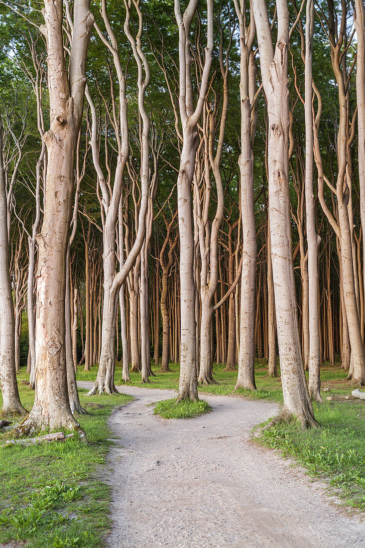 Path along the cliffs and beech forest in Nienhagen, Baltic Sea Coast, Mecklenburg-Western Pomerania, Northern Germany, Germany, Europe