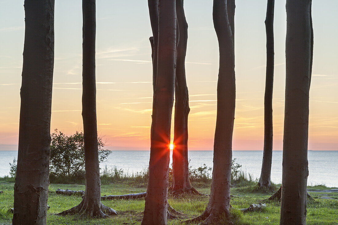 Gespensterwald im Ostseebad Nienhagen, Ostseeküste, Mecklenburg-Vorpommern, Norddeutschland, Deutschland, Europa