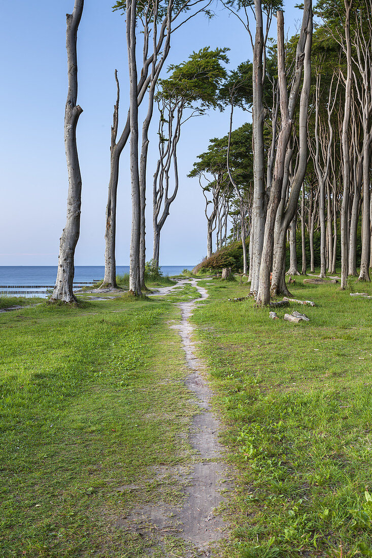 Path along the cliffs and beech forest in Nienhagen, Baltic Sea Coast, Mecklenburg-Western Pomerania, Northern Germany, Germany, Europe