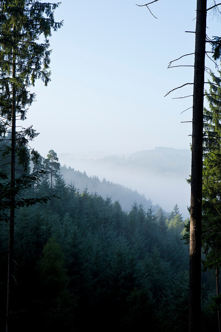 Spruce forest (Picea abies) with fog before sunrise near Frankenau, Hesse, Germany, Europe
