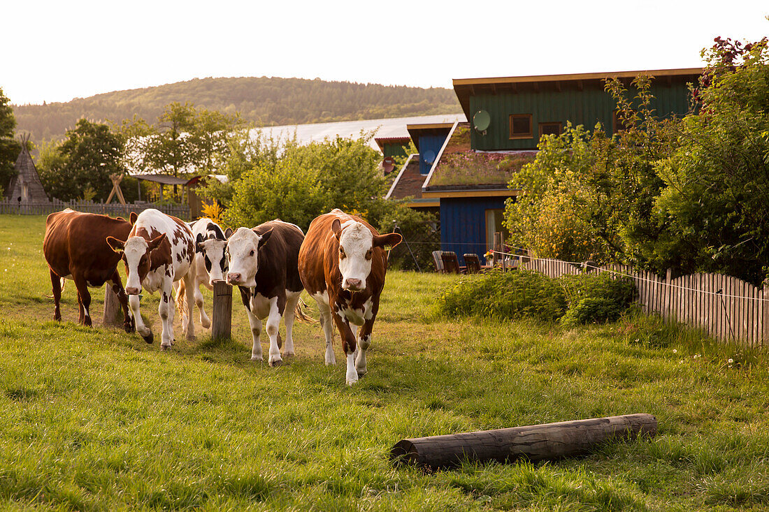 Holiday house Schoeneweiss with friendly cows in a field, Voehl, Hesse, Germany, Europe