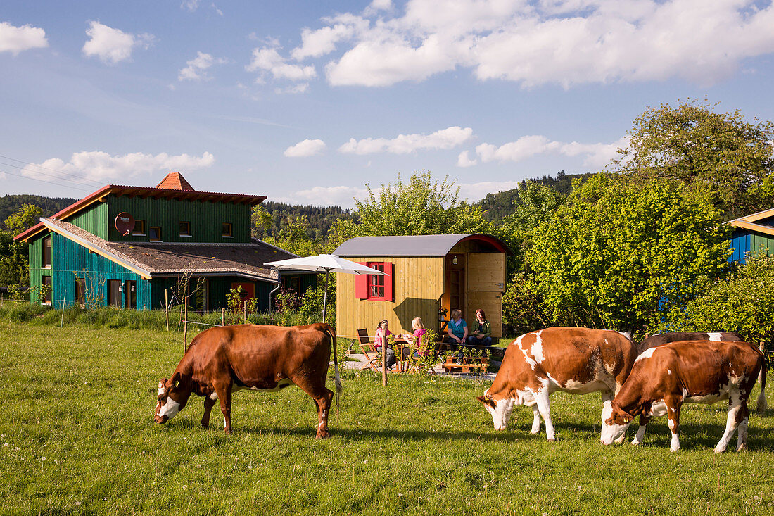 Holiday house Schoeneweiss with friendly cows grazing in a meadow, Voehl, Hesse, Germany, Europe