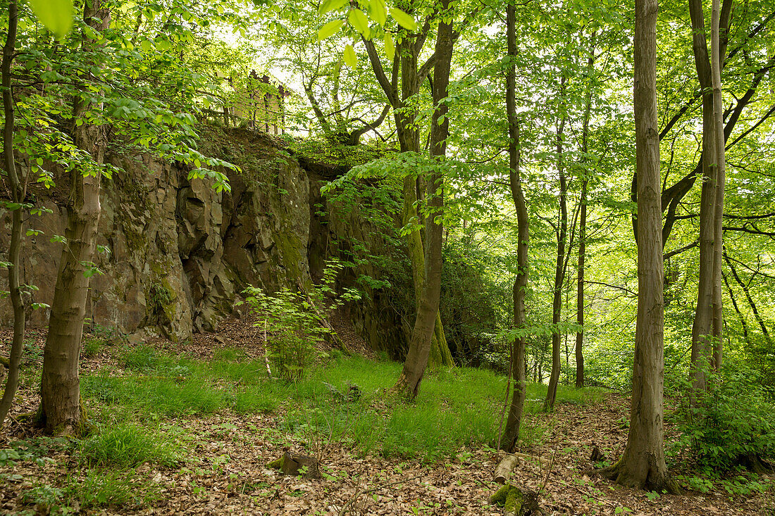 Kloster Haina Rundwanderweg durch den Stamford'scher Garten, Hainbuchen (Carpinus betulus) und Bergahorn (Acer pseudoplatanus), Nordhessen, Hessen, Deutschland, Europa