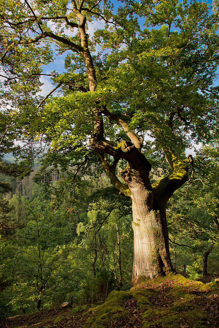 Große Buche im sommerlichem Buchenwald (Fagus sylvatica) des Nationalpark Kellerwald-Edersee, Nordhessen, Hessen, Deutschland, Europa