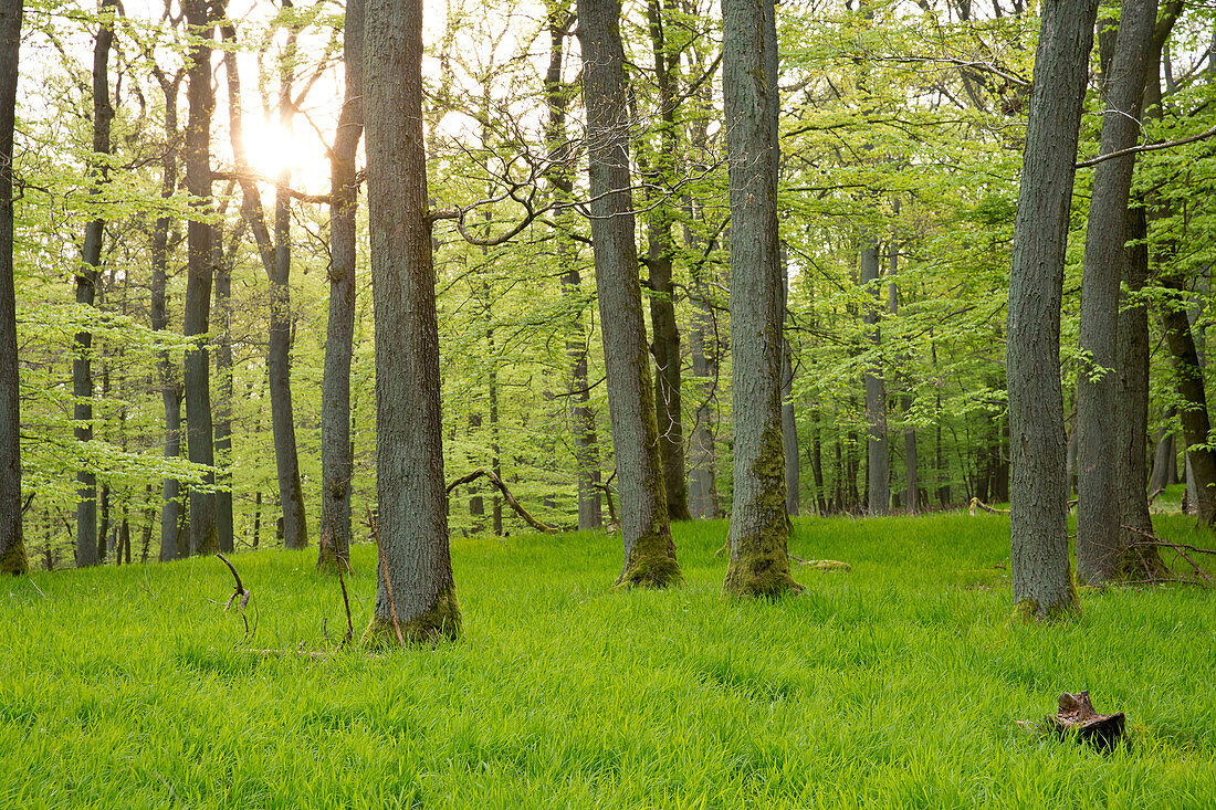 Stärkere Traubeneichen (Quercus petraea) mit Buchenunterstand (Fagus sylvatica) im Frühjahr im Kellerwald, Nationalpark Kellerwald-Edersee, Nordhessen, Hessen, Deutschland, Europa