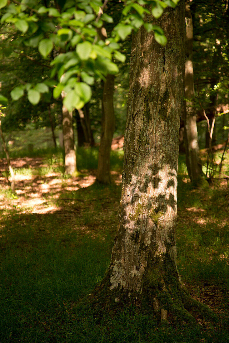 Die Schatten von Buchenblättern fallen auf die Rinde der Buche (Fagus sylvatica), Nationalpark Kellerwald-Edersee, Nordhessen, Hessen, Deutschland, Europa