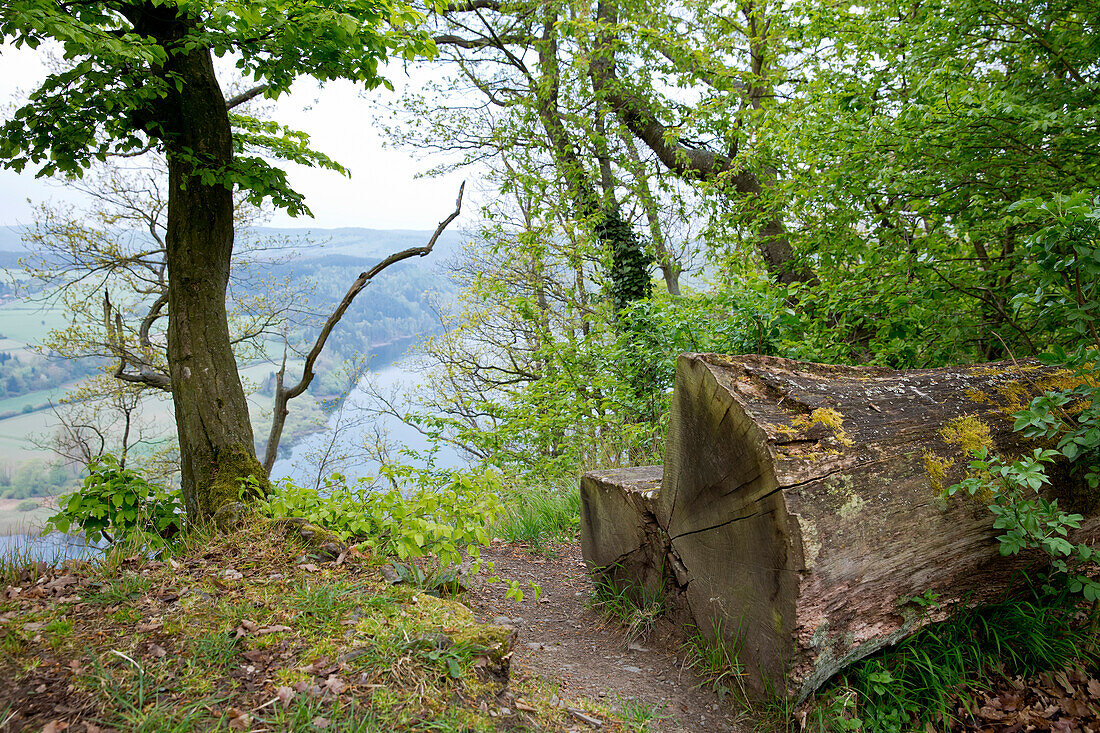 Place to rest, made of an oak tree (Quercus petraea) with the view past a common hornbeam (Carpinus betulus) tree to lake Edersee Lake Edersee, Hesse, Germany, Europe