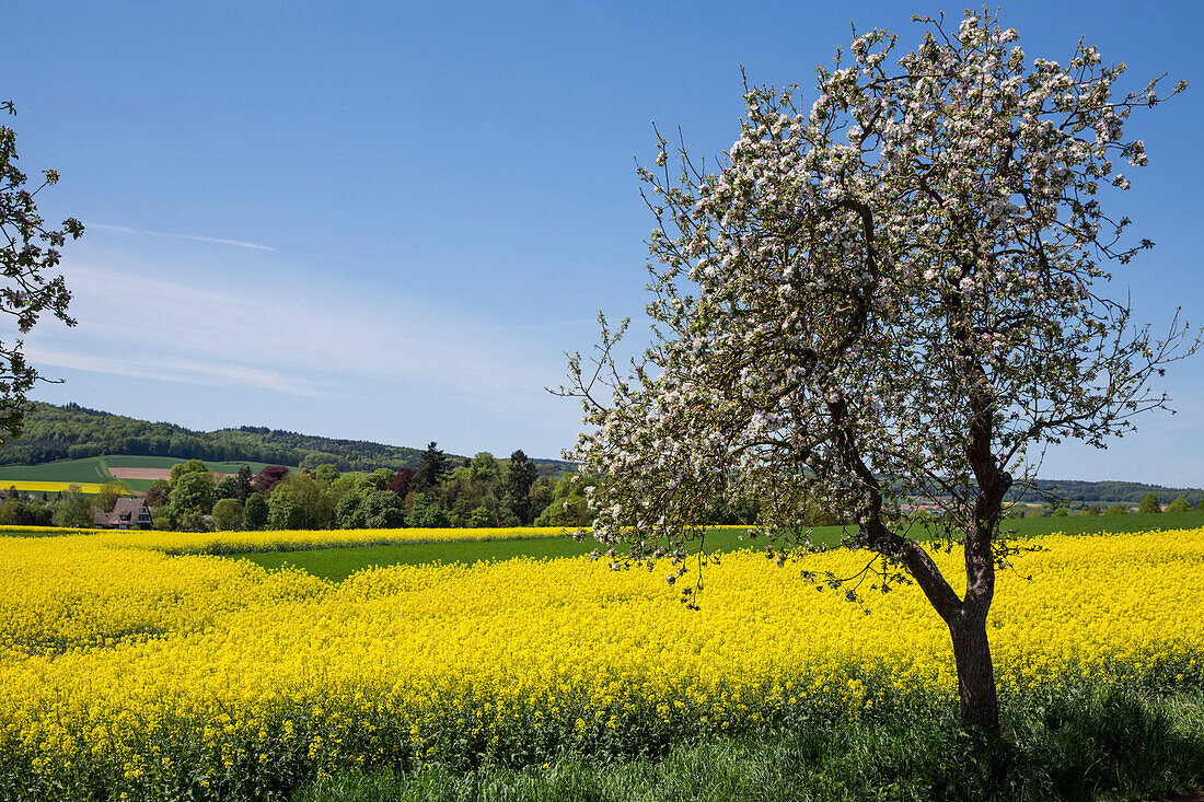 Blossoming apple tree in front of a yellow blooming canola field Zueschen, Fritzlar, Hesse, Germany, Europe