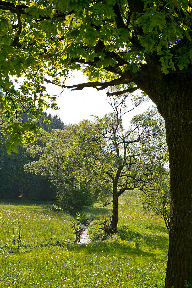 Junge Buchen (Fagus sylvatica) wachsen in einen Feld und Wiesen Bach eingerahmt von einer alten Eiche (Quercus robur), Nordhessen, Hessen, Deutschland, Europa