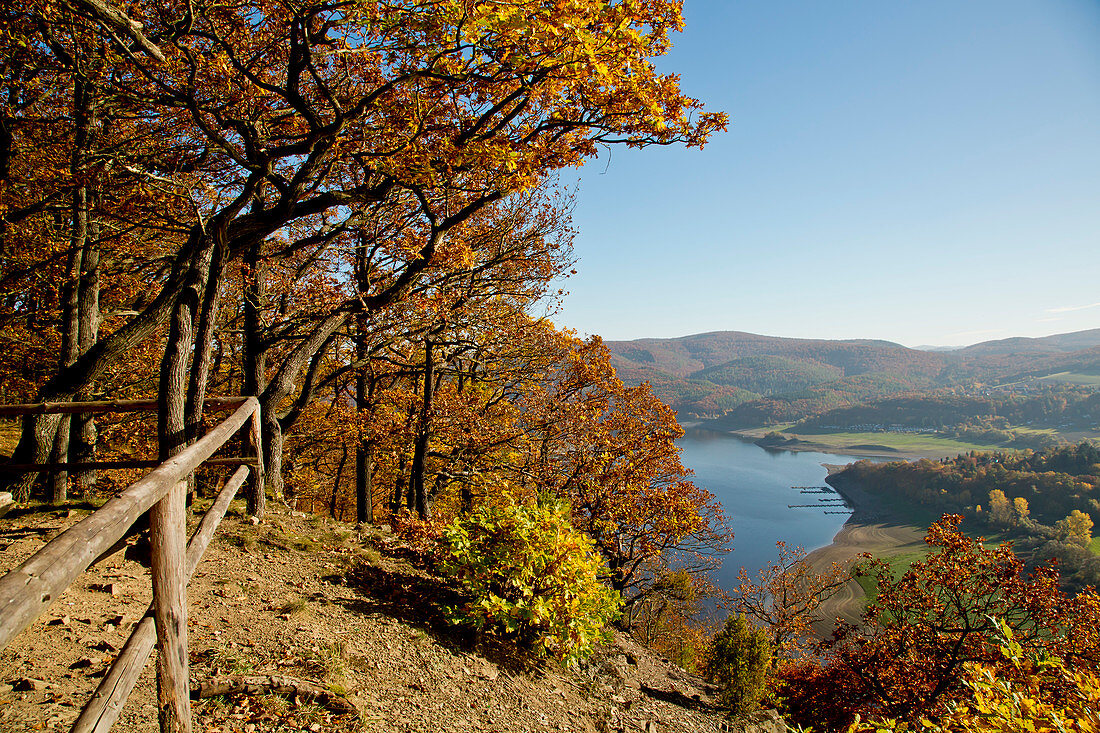 View of Lake Edersee from Kahle Hard Route viewpoint near Bringhausen in Kellerwald-Edersee National Park with sessile oak trees (Quercus petraea) in autumn, Lake Edersee, Hesse, Germany, Europe