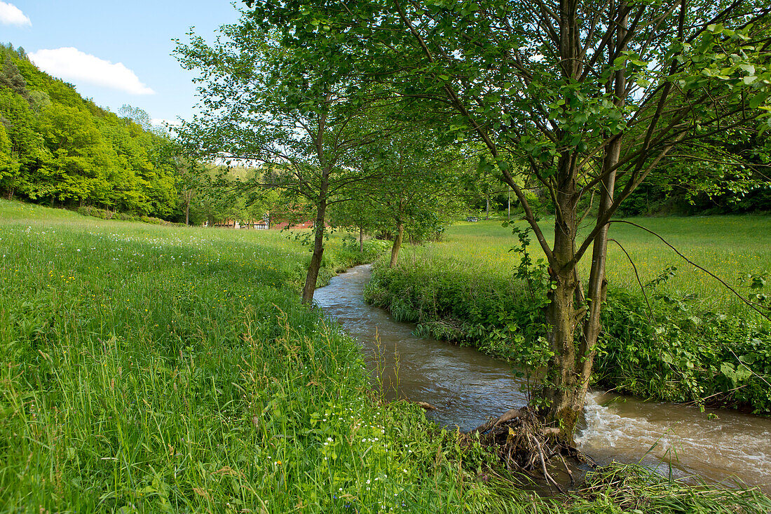 Junge Erlen (Alnus glutinosa) wachsen in einen Feld und Wiesen Bach, Nordhessen, Hessen, Deutschland, Europa