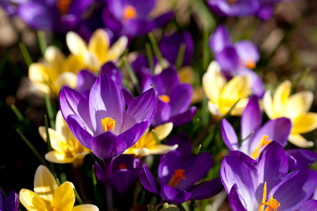 Im Frühling blühen die Krokusse oder auch Schwertliliengewächse (Iridaceae) in violett und gelb, nahe Frankenau, Nordhessen, Hessen, Deutschland, Europa