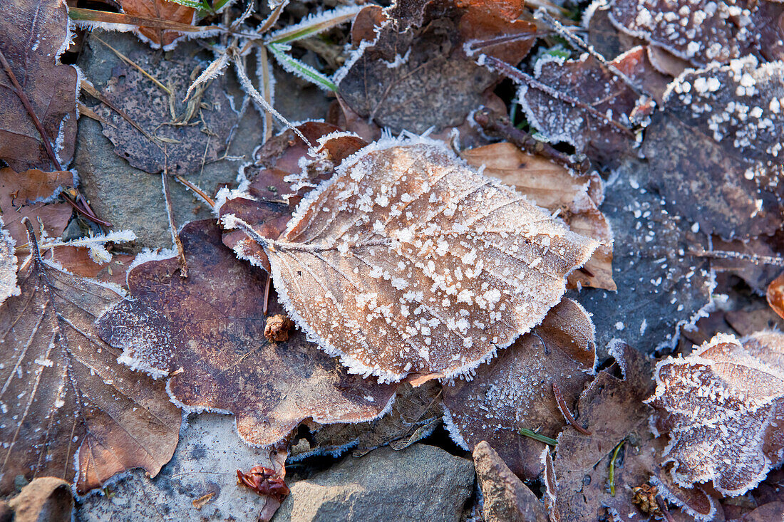 Frozen beech leaf near Frankenau, Hesse, Germany, Europe