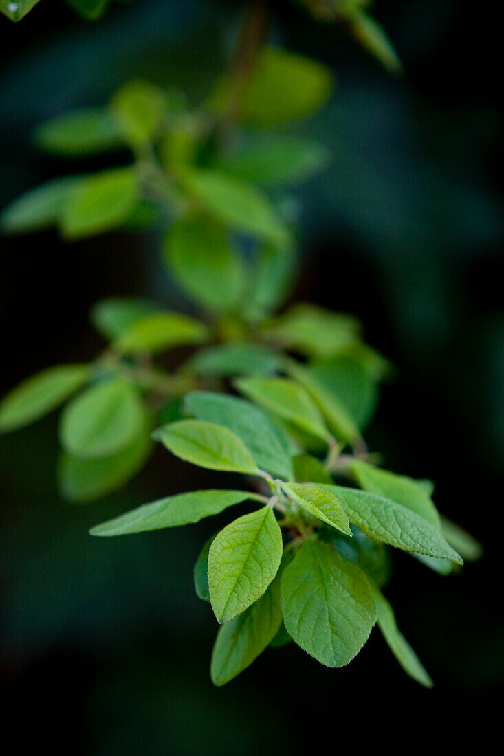 Close-up of green leaves, Hesse, Germany, Europe