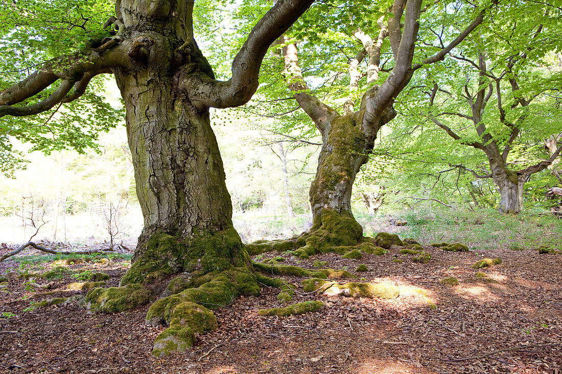 Old common beech trees (Fagus sylvatica) used to feed livestock in Hutewald Halloh wood pasture forest Albertshausen, Hesse, Germany, Europe