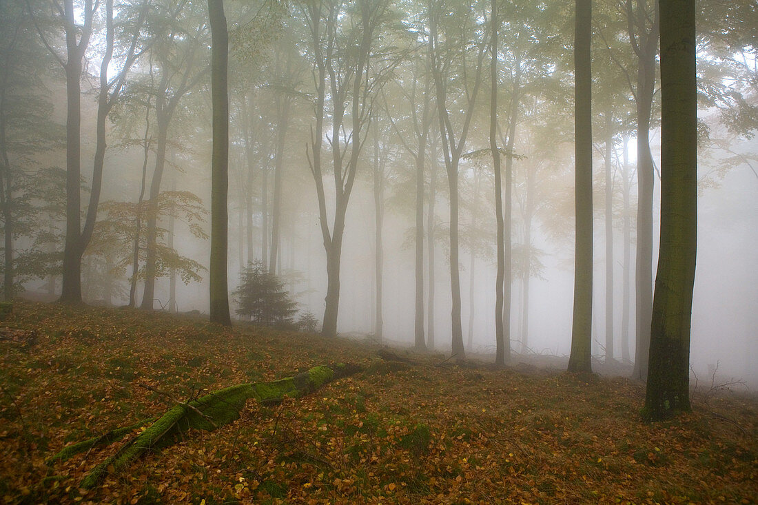 Beech forest (Fagus sylvatica) with fog, Hesse, Germany, Europe