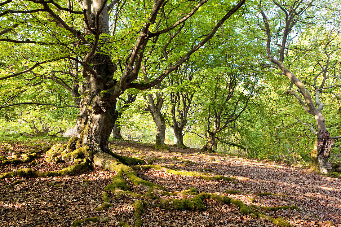 Old common beech trees (Fagus sylvatica) used to feed livestock in Hutewald Halloh wood pasture forest Albertshausen, Hesse, Germany, Europe