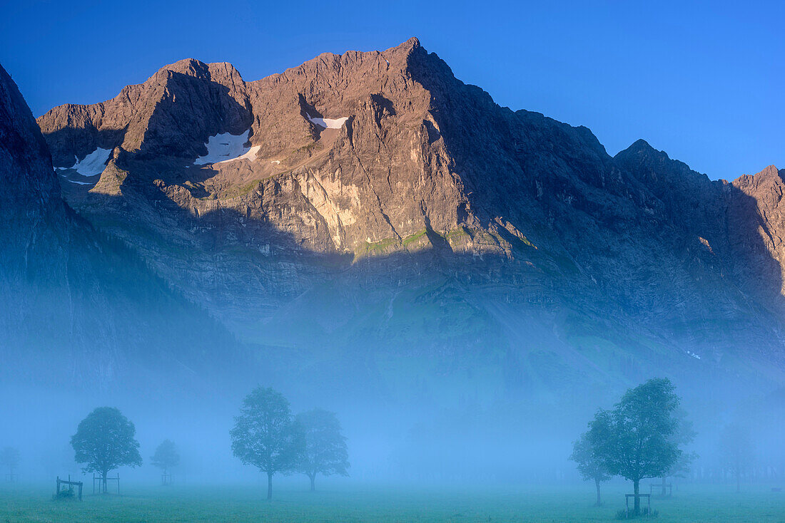 Maple tree in fog in front of Spritzkarspitze, Grosser Ahornboden, Eng, Natural Park Karwendel, Karwendel range, Tyrol, Austria