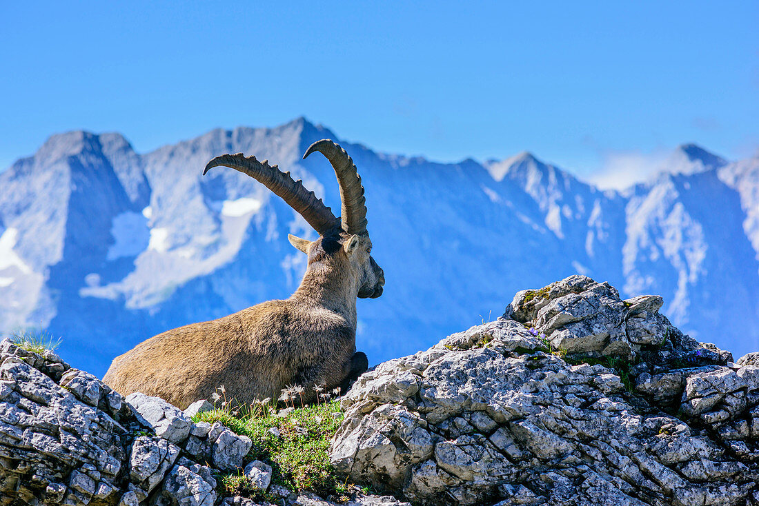 Ibex laying in meadow and looking towards mountains, Natural Park Karwendel, Karwendel range, Tyrol, Austria