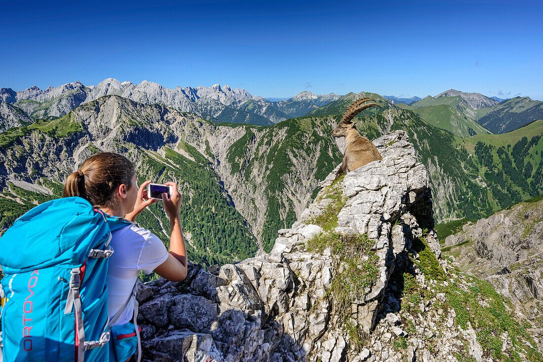 Woman hiking taking a photo of ibex, Karwendel range in background, Natural Park Karwendel, Karwendel range, Tyrol, Austria