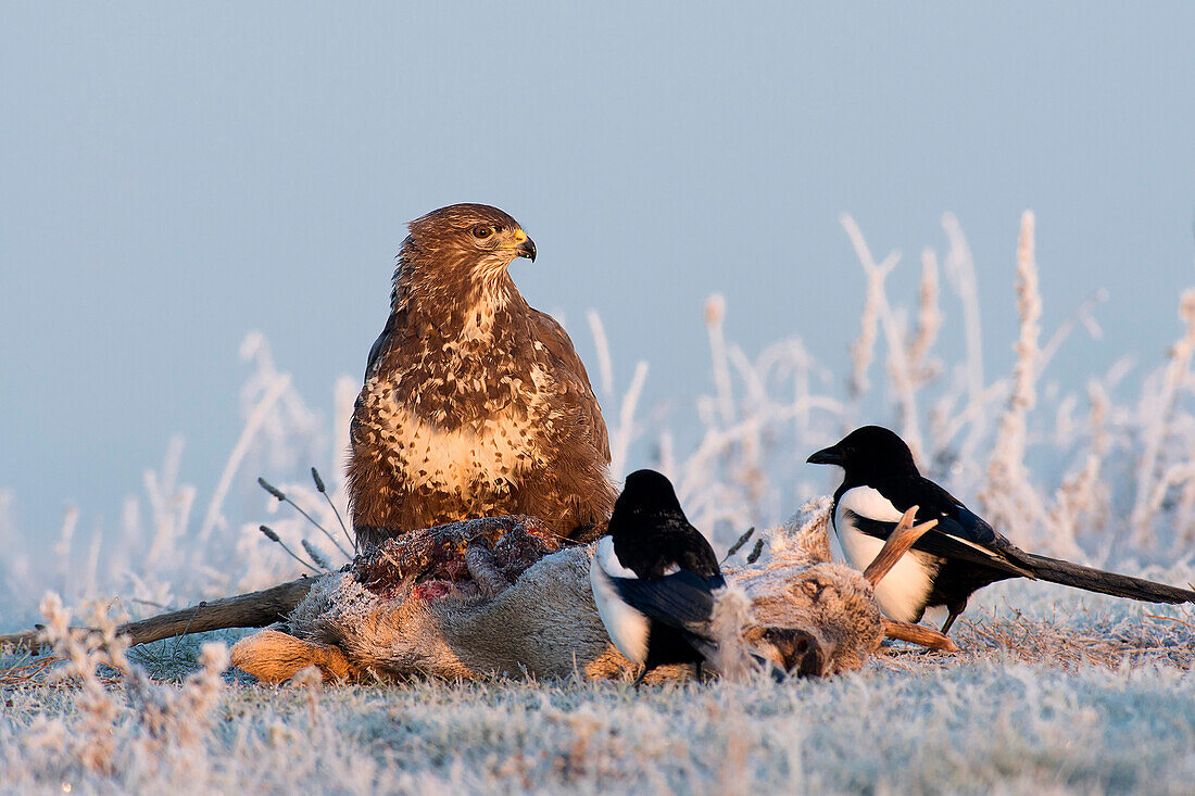 Common bussard and two magpies sitting at carcass, Buteo buteo, Feldberg, Mecklenburg Lakeland, Mecklenburg-Vorpommern, Germany