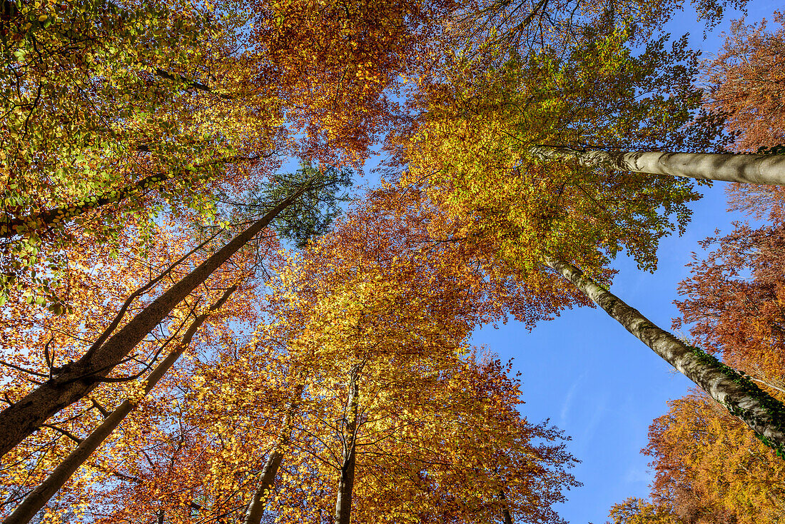 Buchen im Herbstlaub, Oberbayern, Bayern, Deutschland