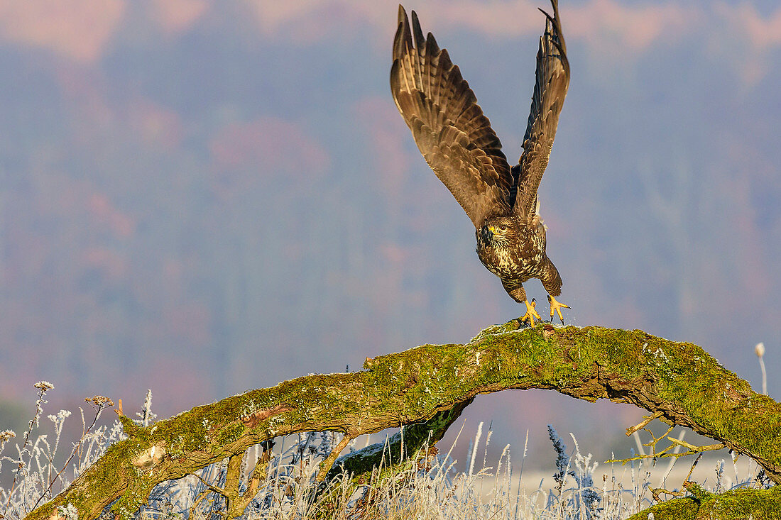 Common bussard flying from branch, Buteo buteo, Feldberg, Mecklenburg Lakeland, Mecklenburg-Vorpommern, Germany