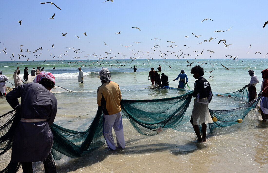 Sardinescatcher at a beach east of Salalah, Dhofar, south-Oman, Oman