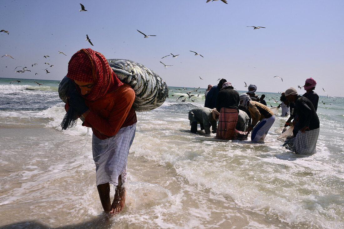 Sardinen-Fischer am Strand östlich von Salalah, Dhofar, Süd-Oman, Oman